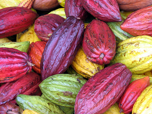 Cacao Pods