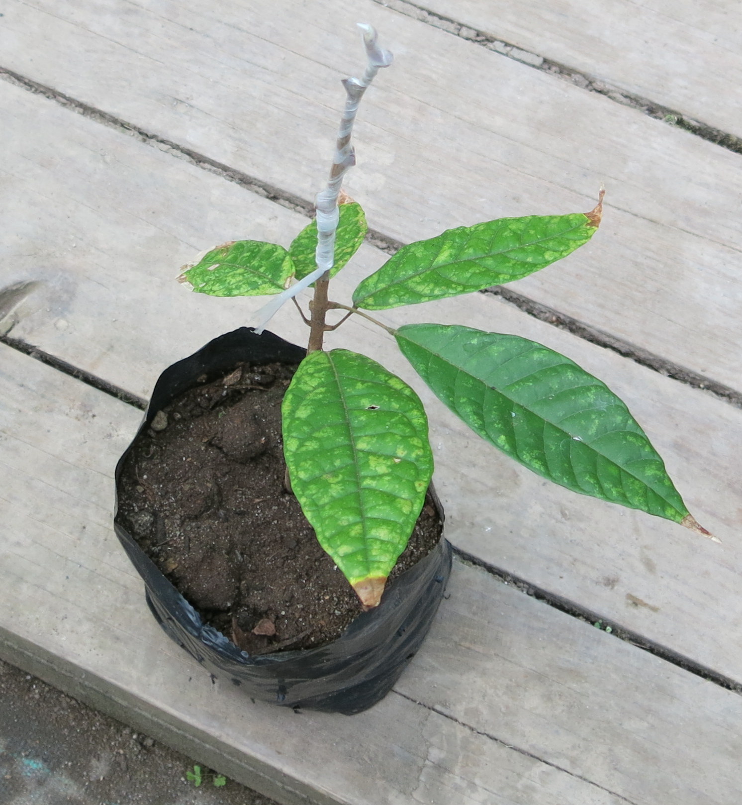 k2cacao